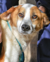 ELPIDIUS, Hund, Mischlingshund in Italien - Bild 5