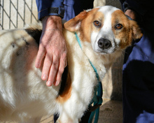 ELPIDIUS, Hund, Mischlingshund in Italien - Bild 6