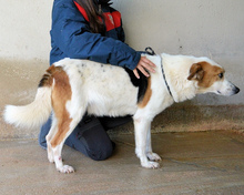 ELPIDIUS, Hund, Mischlingshund in Italien - Bild 7