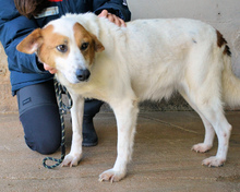 ELPIDIUS, Hund, Mischlingshund in Italien - Bild 8