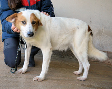 ELPIDIUS, Hund, Mischlingshund in Italien - Bild 9
