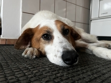 ELPIDIUS, Hund, Mischlingshund in Garmisch-Partenkirchen