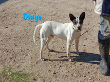 DINGO, Hund, Ratonero Bodeguero Andaluz in Köthen - Bild 10