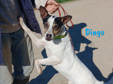DINGO, Hund, Ratonero Bodeguero Andaluz in Köthen - Bild 11