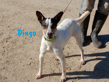 DINGO, Hund, Ratonero Bodeguero Andaluz in Köthen - Bild 12