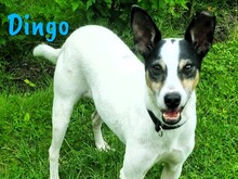 DINGO, Hund, Ratonero Bodeguero Andaluz in Köthen - Bild 2