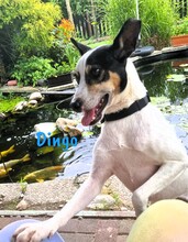 DINGO, Hund, Ratonero Bodeguero Andaluz in Köthen - Bild 3