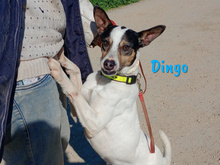 DINGO, Hund, Ratonero Bodeguero Andaluz in Köthen - Bild 7