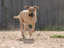AMOR, Hund, Mischlingshund in Spanien - Bild 1