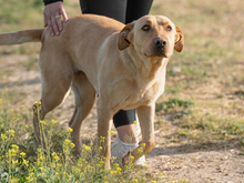 AMOR, Hund, Mischlingshund in Spanien - Bild 2