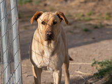 AMOR, Hund, Mischlingshund in Spanien - Bild 3