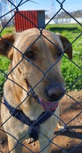 AMOR, Hund, Mischlingshund in Spanien - Bild 4