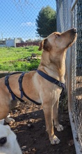 AMOR, Hund, Mischlingshund in Spanien - Bild 7