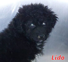 LIDO, Hund, Mischlingshund in Italien - Bild 12