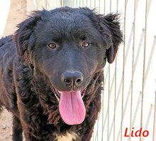 LIDO, Hund, Mischlingshund in Italien - Bild 7