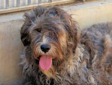 LANDO, Hund, Mischlingshund in Italien - Bild 1