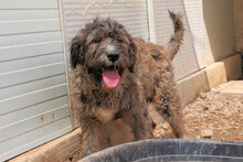 LANDO, Hund, Mischlingshund in Italien - Bild 10