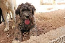 LANDO, Hund, Mischlingshund in Italien - Bild 11