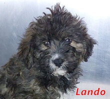 LANDO, Hund, Mischlingshund in Italien - Bild 13