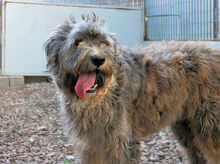 LANDO, Hund, Mischlingshund in Italien - Bild 2