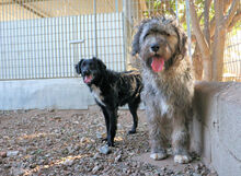 LANDO, Hund, Mischlingshund in Italien - Bild 3
