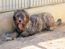 LANDO, Hund, Mischlingshund in Italien - Bild 6