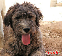 LANDO, Hund, Mischlingshund in Italien - Bild 7