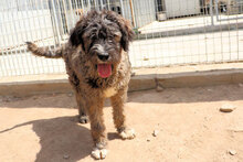 LANDO, Hund, Mischlingshund in Italien - Bild 8