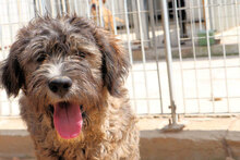 LANDO, Hund, Mischlingshund in Italien - Bild 9