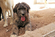 LANDO, Hund, Mischlingshund in Regensburg - Bild 11