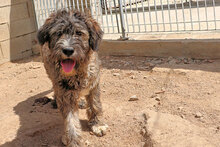 LANDO, Hund, Mischlingshund in Regensburg - Bild 12