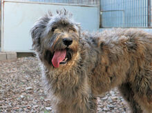 LANDO, Hund, Mischlingshund in Regensburg - Bild 2