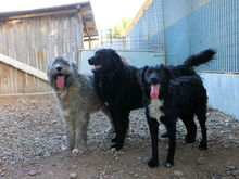 LANDO, Hund, Mischlingshund in Regensburg - Bild 4