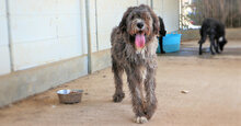 LANDO, Hund, Mischlingshund in Regensburg - Bild 5