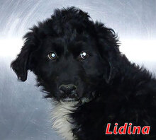 LIDINA, Hund, Mischlingshund in Italien - Bild 12