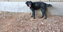 LIDINA, Hund, Mischlingshund in Italien - Bild 4
