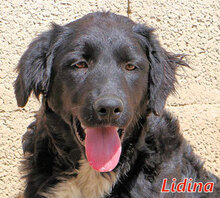 LIDINA, Hund, Mischlingshund in Italien - Bild 6