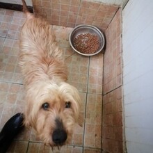 PIERO, Hund, Mischlingshund in Italien - Bild 1