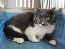 TERRY, Katze, Europäisch Kurzhaar in Hamburg