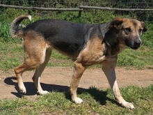 MALENA, Hund, Mischlingshund in Griechenland - Bild 1