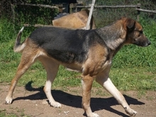 MALENA, Hund, Mischlingshund in Griechenland - Bild 12