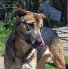 MALENA, Hund, Mischlingshund in Griechenland - Bild 16