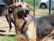 MALENA, Hund, Mischlingshund in Griechenland - Bild 17