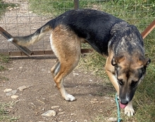MALENA, Hund, Mischlingshund in Griechenland - Bild 7