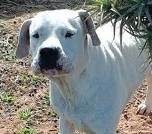 GRETLI, Hund, Dogo Argentino in Spanien - Bild 1