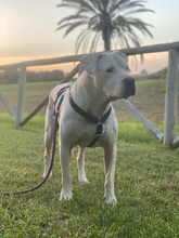 GRETLI, Hund, Dogo Argentino in Spanien - Bild 10