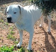GRETLI, Hund, Dogo Argentino in Spanien - Bild 3