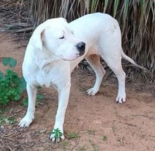 GRETLI, Hund, Dogo Argentino in Spanien - Bild 4