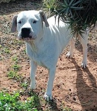 GRETLI, Hund, Dogo Argentino in Spanien - Bild 5