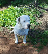 GRETLI, Hund, Dogo Argentino in Spanien - Bild 6